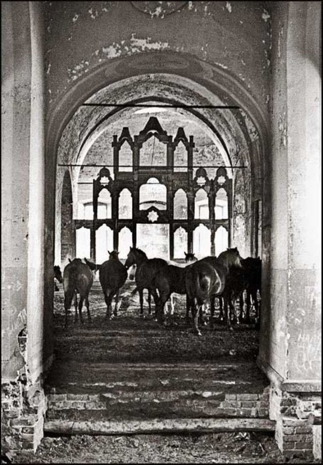 Фотограф Владимир Ролов. Кони в заброшенном храме, 1960-е